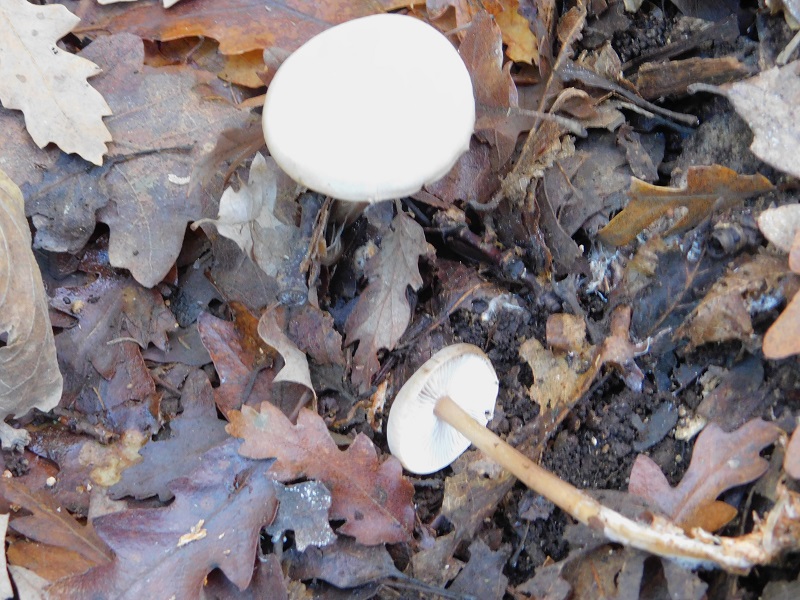 6 Fotogr.il 18.12.2021 sotto Leccio